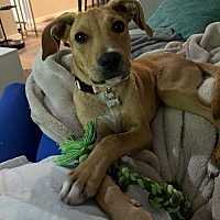 adopt a pet