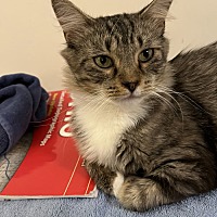 adopt a pet
