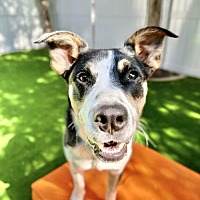 adopt a pet