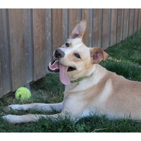 APOLLO - Mixed Breed (Medium) available for adoption