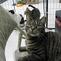 long island feline adoption center