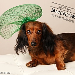 Thumbnail photo of Mindy-Pending Adoption #3