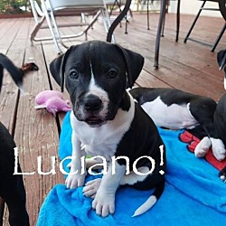 Photo of Luciano
