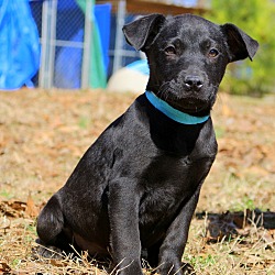Thumbnail photo of Ruthie~adopted! #1