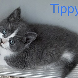 Thumbnail photo of Tippy #2