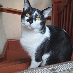 Thumbnail photo of Milo #1