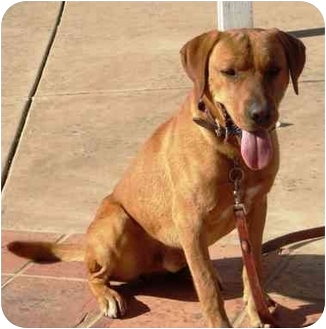 El Cajon Ca Labrador Retriever Meet Red Lab A Pet For Adoption