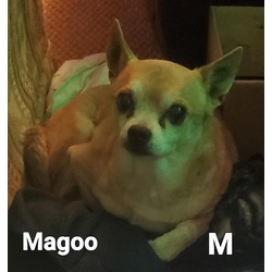 Photo of MAGOO