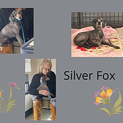 Photo of Silver Fox
