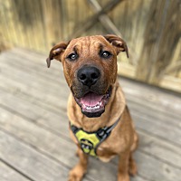 adopt a pet