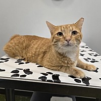 adopt a pet