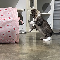 adopt a pet