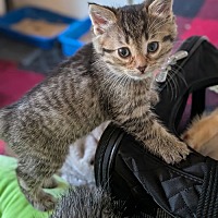 adopt a pet