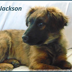 Thumbnail photo of Jackson- Adoption Pending #2