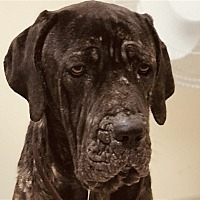 Cane Corso Puppies For Sale In San Diego California