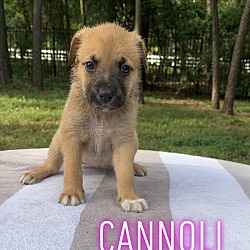Thumbnail photo of Cannoli #2