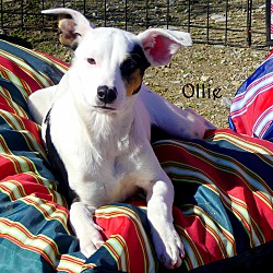 Thumbnail photo of Ollie ~ meet me! #3