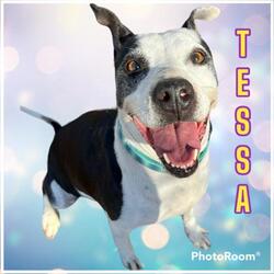 Photo of TESSA (was Peppa)