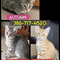 Thumbnail photo of 3 kittens to choose (Deland) #1