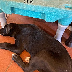 Thumbnail photo of Otis #4