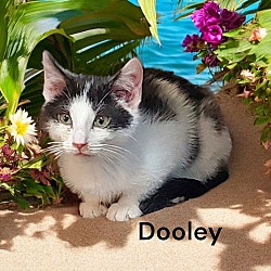 Thumbnail photo of Dooley #2