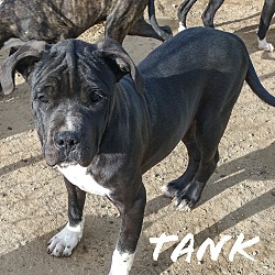 Photo of TANK