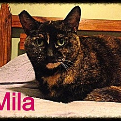 Thumbnail photo of Mila - Adopted 01.22.17 #2