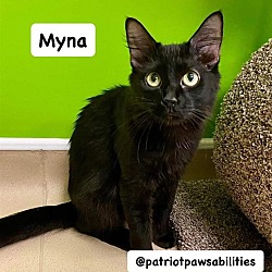 Photo of Myna