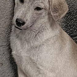 Photo of Plum