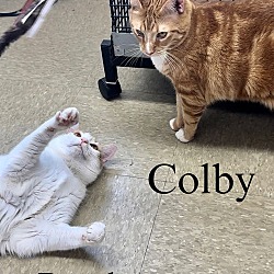 Thumbnail photo of Colby (bonded Bentley) Willow Grove (9/28/21-111) #4