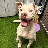 adopt a pet