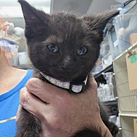 adopt-pet