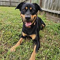 adopt a pet