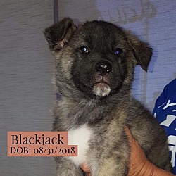 Photo of Blackjack