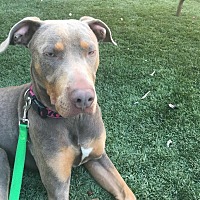 Mastiff Puppies For Sale In San Jose California Adoptapetcom