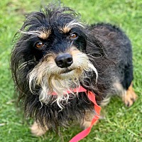 Wag N Train Terrier Rescue In Omaha Nebraska
