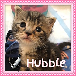 Thumbnail photo of Hubble #2