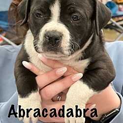 Photo of Abracadabra