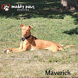 Thumbnail photo of Maverick (Courtesy Post) #4