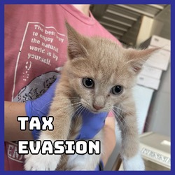 Thumbnail photo of Tax Evasion #1