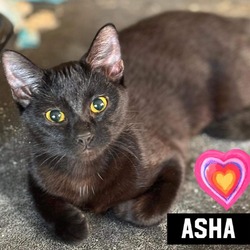 Thumbnail photo of Asha #1