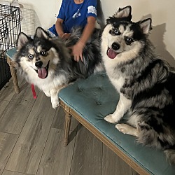 Thumbnail photo of Blu and Luna #2