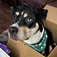 adopt a pet