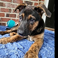 adopt a pet