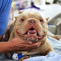 adopt a pet
