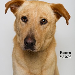 Thumbnail photo of Rooster  (Foster) #2