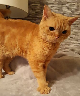 Gilbert Az Selkirk Rex Meet Julian A Pet For Adoption