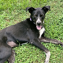 Thumbnail photo of Violet~adopted! #4