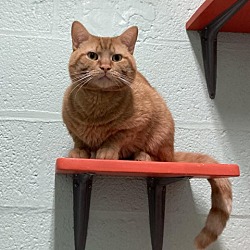 Photo of Garfield