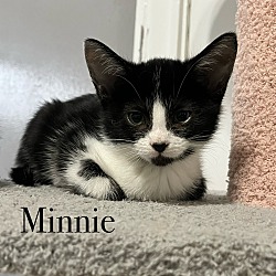 Thumbnail photo of Minnie #3